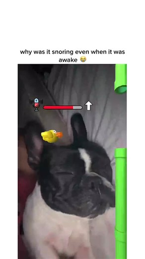 Broken Thumbstick 🕹️ on Instagram: "IGGY FROM JOJOS BIZZARE ADVENTURE?? 😭 via: tt/berefranc a dog lies on a couch, phone propped up in front of him, playing the tiktok version of flappy bird that uses sound to control the character. he’s completely asleep, snoring softly — but every time he exhales, the little bird on screen jumps in perfect rhythm. the gameplay somehow syncs perfectly with his sleepy breaths, creating this unintentional masterpiece of lazy precision. the room is quiet except 