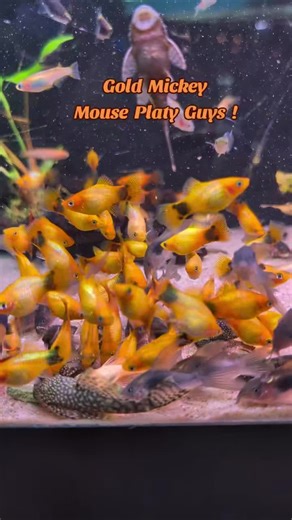 #fishtank #aquarium #platy #360aquatic #fishkeeper | Fish Tanks