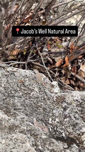Was that tail distracting? That’s the whole point! This is a native species of earless lizard showing off its defense strategy. When threatened, the Greater Earless Lizard will curl its tail over its back, waving it from side to side so that the striking black and white bands are visible. Just like you, would be predators get distracted by the tail, giving the lizard time to get away. #jacobswellnaturalarea #hayscountyparks | Hays County Parks and Natural Resources