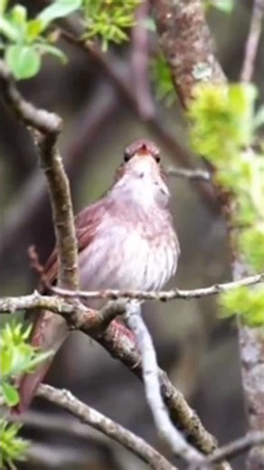 THRUSH NIGHTINGALE‼️ BERSUARA MERDU ✅✅