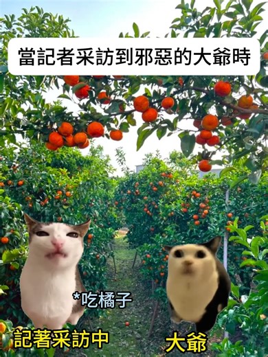 【😺CatDramaCorner】當記者采訪到邪惡的大爺時 #cat #貓meme小劇場 #00後 #shorts #shortvideo #funny cat videos