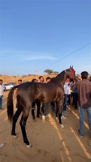 13K views · 356 reactions | 1st position milk teeth colt Pushkar horse ring 2025 | Bhullarhorsephotography | Facebook