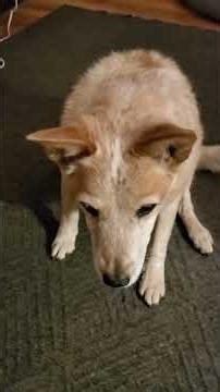 Rescue search dog training Inuvick puppy Grandma Leaf Red Heeler is old but tough enough to teach