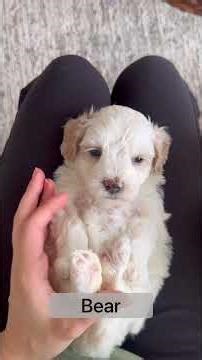 Kona’s maltipoo puppies at 5 weeks old. #maltipoo #puppy #cutepuppy #puppylife #puppygram