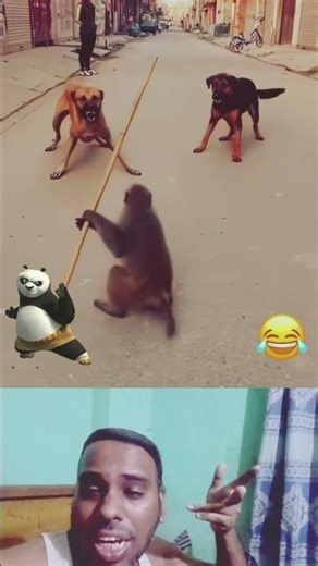 monkey show circus🤣🤣 #shortvideo #funny