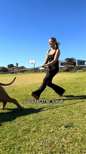 Is your dog a puller? This is the best harness for stress-free walks! Unlike collars that can cause neck strain, our harness distributes pressure evenly across the chest and shoulders. You'll enjoy greater control of your dog—no more tugging or struggling 🐕 Upgrade your walks today with our 60-Day Perfect Fit Guarantee ✨ | Dog Friendly Co.