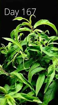 This is how I grew a nectarine tree from seed in #timelapse