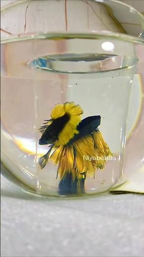 betta fish breeding process step by step.✅❤🥳