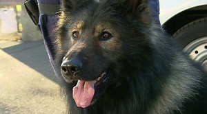 Welcome to the world of paw enforcement. Our Police Dog Unit - NSW Police Force is one of the most highly-trained Dog Units in the world. Discover more below: Video courtesy of the The Morning Show. | NSW Police Force