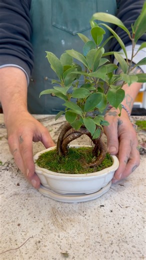 Our Ficus Bonsai with Josh workshop still has a few openings! You get to learn about bonsai, ficus, AND you get to hang out with Josh! Sign up on our website or give us a ring ✅ | Jungle House