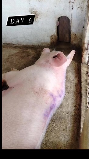 oink oink 🐷 | Option