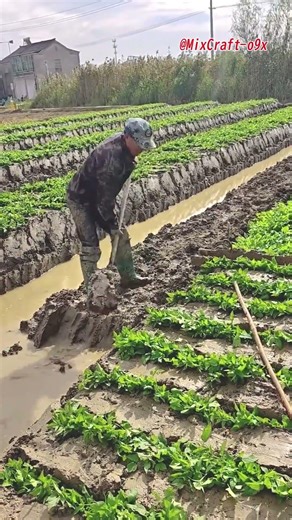 How Farmers Grow White Celery：The Traditional Mounding Secret #mixcraft