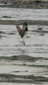 10M views · 10K reactions | Opsrey catches HUGE fish! | Mike Lemery Films | Facebook