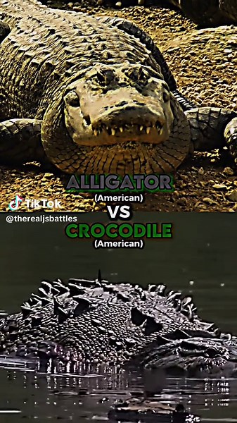 American Alligator vs American Crocodile #crocodile #alligator #americanalligator #americancrocodile #alligatorvscrocodile #crocodilevsalligator #edits #battle #fy #fypageシ #jsbattles