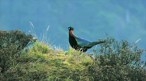 Between western Sichuan and the Qinghai-Tibet Plateau stand the towering Hengduan Mountains. High up on this remote land live various organisms that have been cut off from the outside world for millions of years. For creatures such as the Chinese Monal and the white-lipped deer, adaptation to the challenges of terrain and climate remains the key to survival as it always has. | CGTN