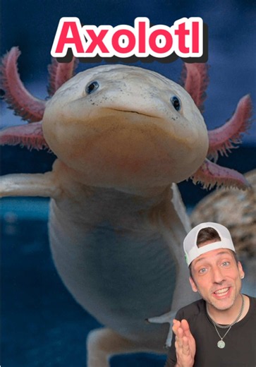 The Axolotl is the definition of Unique 👀 #axolotl | Axolotl