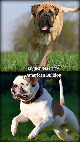 English Mastiff vs American Bulldog: Breed Comparison