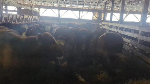 Bred Cow Sale – Brussels Livestock Saturday, December 6, 2025 Sale Start: 1 p.m. Western heifers have arrived at the stockyard and have been checked for Saturdays sale ! Most western Heifers from all sellers are bred from 4 - 6 months. a great mix of chars, Tans and Simm X to pick from ! A great opportunity to add some extraordinary cattle to the herd ! | Brussels Livestock