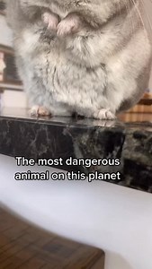 9.9K views · 4.9K reactions | Looks like a cinnamon roll, could  you . . #chinchilla #chip #natgeo #reels | Chinpals | Facebook