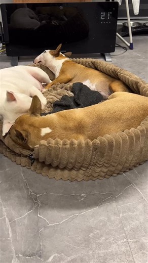 Miniature Bull Terrier 😴😴😴 [Miniaturowy Bulterier] #minibull #bullterrier #minibullterrier | Bull Faza