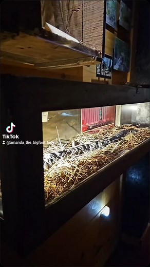 Amanda The Bigfoot Lady on TikTok