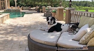 Harlequin Great Dane Enjoys Dog Days Of Summer In Florida
