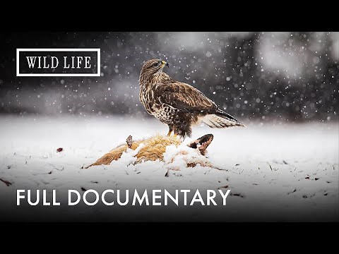 5000 Years Untouched: What They Found in the Alps is Unbelievable | Full Documentary