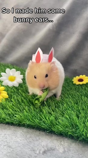 Transforming Mr. Marshmallow into a Cute Bunny | Hamster vs Bunny