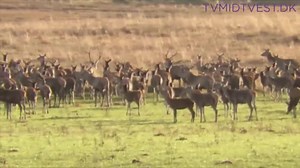 109K views · 1.8K reactions | - Et vanvittigt flot syn som man ikke kan undgå at blive fascineret af | TV MIDTVEST | Facebook