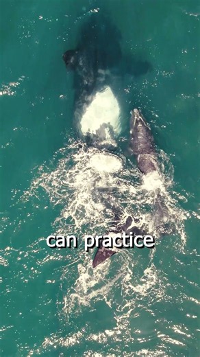 How Orcas Teach Their Babies to Hunt 🐋🤯 #animals #facts #nature