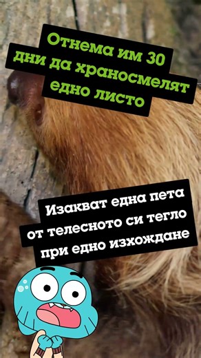 Супер странният ленивец | Климатични шампиони | Cartoon Network #shorts