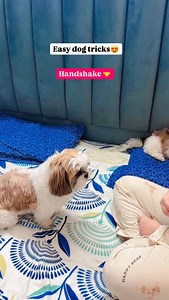 When your dog knows all the cute tricks✨🐶💕 . . #dogtricks #dogtraining #shihtzu #dog #fyp | Ozzu Theshihtzu