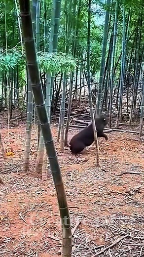 332K views · 2.2K reactions | Trap in forest #trap #survival #outdoors #forest #skills #camping #tips #challenge #trap #skills #reels #hunting #alamliar #fores #nature #wildlife #photography #ontario #trav | Creative 1M | Facebook