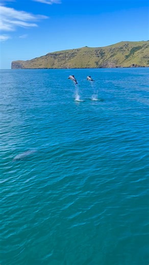 79K views · 1K reactions | Watch till the end… WAHOOO!  Hector’s dolphins are known for their low, quick surfacing, so capturing them leaping this high is very special! Feeling so lucky to witness this amazing moment! Video: Hana Lebanko | Akaroa Dolphins | Facebook