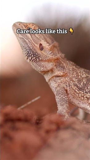 How Aussie farmers care for their animals every day