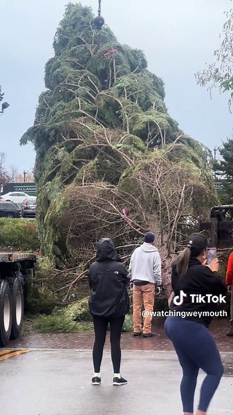 #creatorsearchinsights Christmas 🎄spirit just landed — literally — in Quincy, Massachusetts! This morning🌞 around 9:00 a.m., a 40-foot evergreen from Oregon arrived at 🎖️🎖️🎖️🎖️General’s Bridge and Park, the city’s monument honoring 18 U.S. generals who once called Quincy home. To harvest the tree, crews in 🌳🌳Oregon used a helicopter to hold the treetop steady while it was cut and carefully lowered onto a flatbed trailer. From there, it began a 3,000-mile cross-country trip all the way to