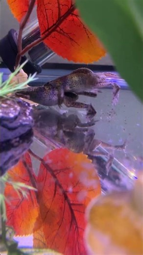 African dwarf frog waking in mating position #aquarium