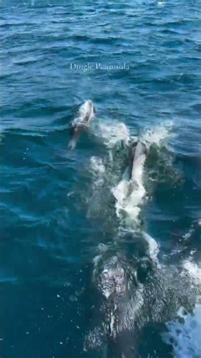 The Stunning Dingle Peninsula from the Water 🌊 | Dingle Dolphin Boat Tours