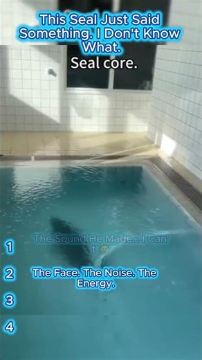 Seal.exe has stopped working