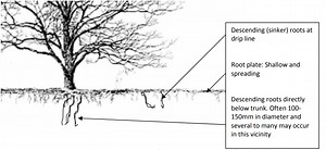 Flooding following Drought: Killer of Stressed Trees