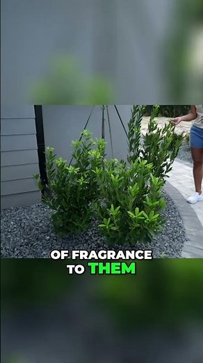 Florida Anise Brings AMAZING Birds And Smells Like Licorice! #shorts