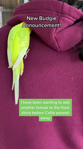 TritC’s official arrival announcement! #parrotsoftiktok #birdtok #petbirdsoftiktok