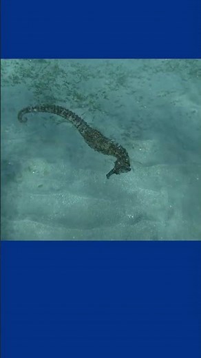 Seahorses Are Dying Because of Our Plastic Waste