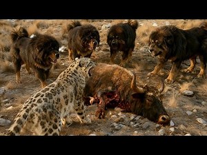 Snow Leopard Ambush | Mastiff's Brutal Defense