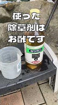 除草剤を使わなかった田んぼ 2025 結局除草剤？ お酢で除草