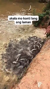 1.1K views · 801 reactions | #feeding #fish #fishpond #ideas | Shiela Marie Molina Caluya | Facebook