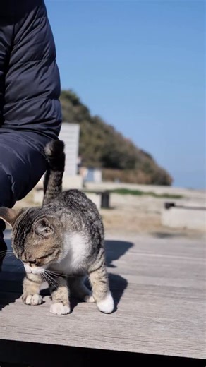simabossneko on Instagram: "嬉しいなでなで✨ Happy pat pat💕 ・ 〜お知らせ〜 2026年 ロビン君カレンダー発売中！ カッコよさと可愛さをあわせ持つ、 黒白マスク猫「ロビン」のスマホ用カレンダーが登場✨ 全17枚のスマホ壁紙セットです。 2026年1月から12月までのカレンダー入り壁紙の12枚に加え、 カレンダー表記のない写真壁紙5枚をセットにしました。 ◎写真壁紙は、1月・2月・3月・7月・8月の写真を使用 1年を通して楽しめるカレンダー壁紙と、いつでも使える写真壁紙をあわせた、特別なセットです。 ふわふわの毛並み、まんまるおめめ、のびのびリラックスした姿… ロビン君の愛らしさに、毎日ほっこり癒やされてください。 ★販売は minne simabossneko's shopにて https://minne.com/items/44628716 ※minne公式アプリからは、壁紙をご購入いただけませんのでご注意ください。 WEBブラウザよりminneにログインいただき、ご注文いただけますと幸いです。 ショップへのアクセスは @simabos