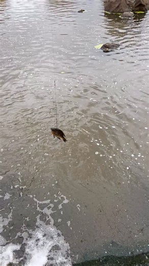 @cobraoutdoors on Instagram: "Sometimes it’s instant 😳😳 #fishing #musky #muskyfishing #fishinglife #likeandshare #likeandfollow"