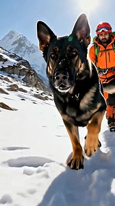 2.6K views · 41 reactions | German Shepherd Chases Hiker… Then Saves a Snow Leopard!  | Shep Save Paws | Facebook