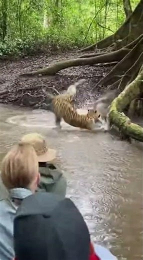 Mandrill's Escape Failed: The Predator's Show-Stopping Catch